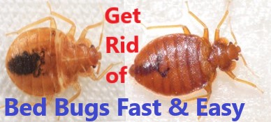 How to Get Rid of Bed Bugs Fast and Easy at Your Home and apartment